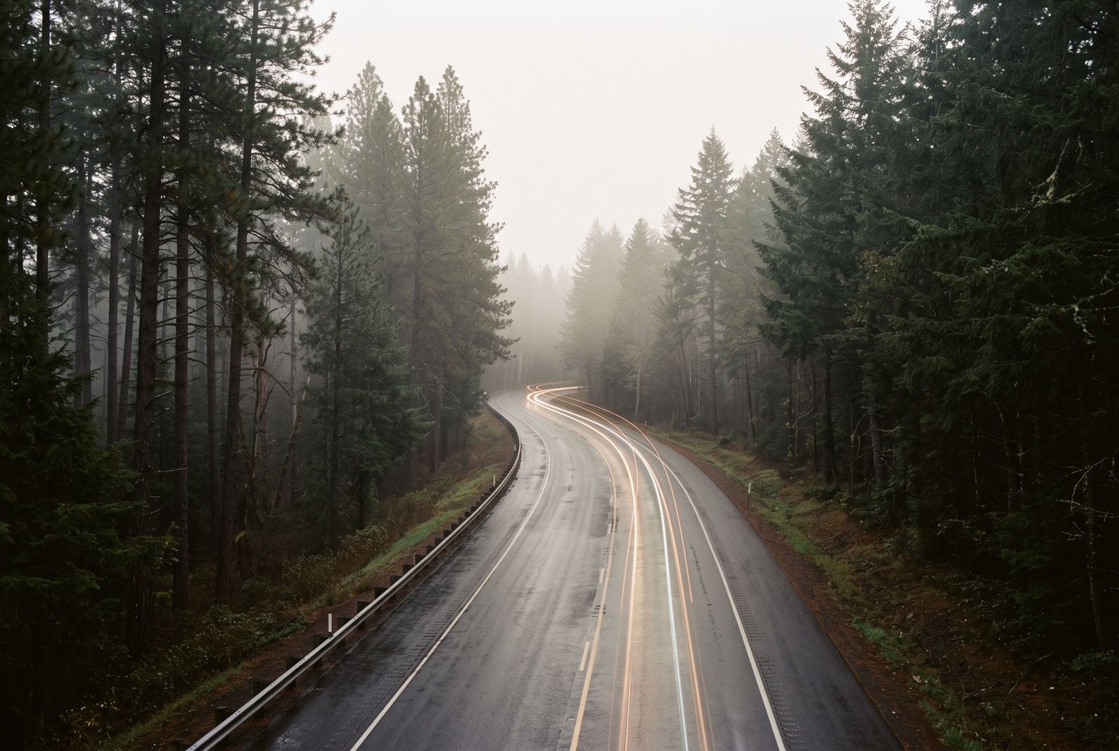 An empty two-lane road curving away through pine woods at first light